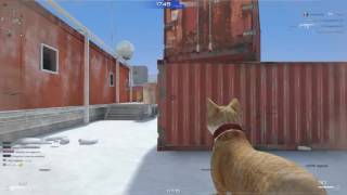 sf2 Cat wars event