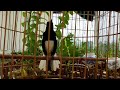 Choè than HÓT NHIỀU GIỌNG Chòe than hót giọng rừng kích trống căng lửa | Luyện chòe than hót lên lử
