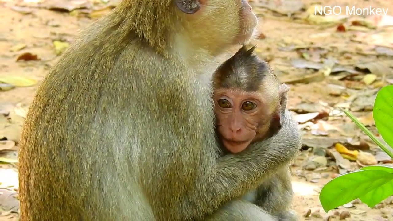 baby monkey Dustin so crying because lost Mom.
