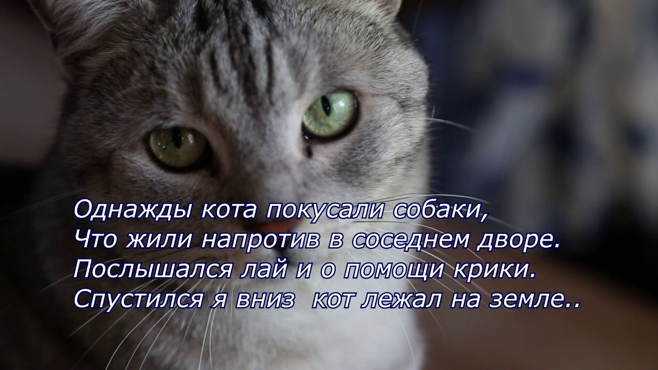 стих умершему коту. стихи о кошке и человеке. стихи в память о коте. стихотворение про кошку. стихи на смерть кота.
