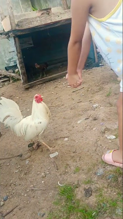 #tiktok #trending #trendingshorts #chicken #manok #manoknapula #animals #pets   She loves chicken