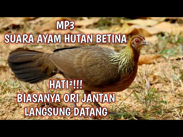 MP3 Suara Ayam Hutan Betina Terbaru class=