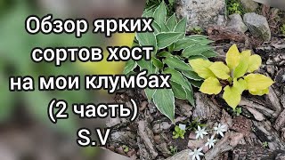 картинка: Обзор ярких сортов хост на моих клумбах (2 часть) #hosta #сорт #коллекция #обзор #цветы #весна #дача