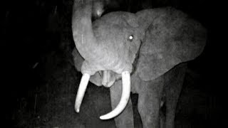 Elephants Attack Infrared Trap Cameras In The Jungle 𝐑.𝐈.𝐏. 𝐇𝐞𝐚𝐝𝐩𝐡𝐨𝐧𝐞 𝐔𝐬𝐞𝐫𝐬