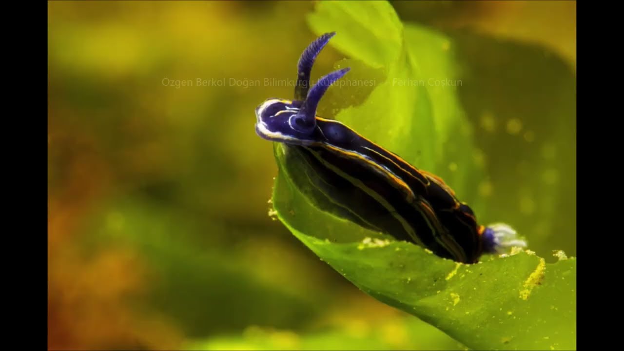 Marmara Nefes Alsın... Marmara Denizinde Biyoçeşitlilik/Müsilaj ve Etkileri - Ferhan Coşkun