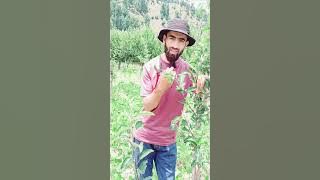 Summer Pruning On MM111 by Aamir Manzoor