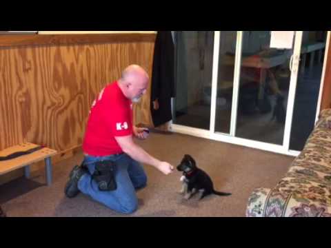 best protection dogs for first time owners Hanna von Prufenpuden