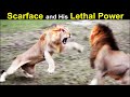 Legendary lion scarface  the story of his scar  the rise  fall of world famous lion