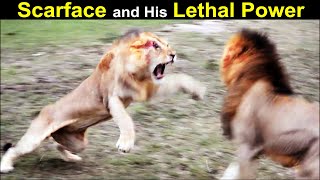 Legendary Lion Scarface \& The Story of His Scar | The Rise \& Fall of World Famous Lion