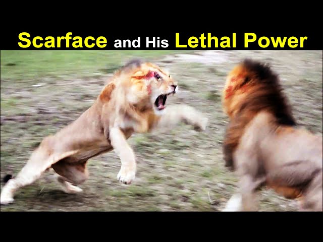 Legendary Lion Scarface u0026 The Story of His Scar | The Rise u0026 Fall of World Famous Lion class=