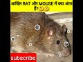 Rat  mouse    short aman amazing fact 