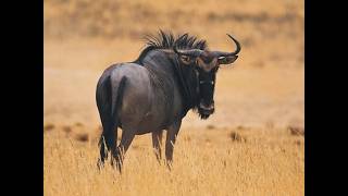 🐃 Great Wildebeest Migration 2026 | Witness Nature's Greatest Show in Kenya's Masai Mara 🦁