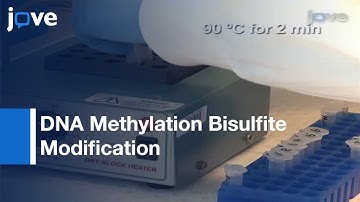 DNA Methylation Bisulfite Modification And Analysis