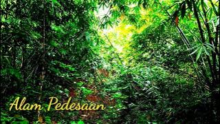 Suasana Hutan bambu dan Suara Air Serta Suara Burung Untuk Relaksasi