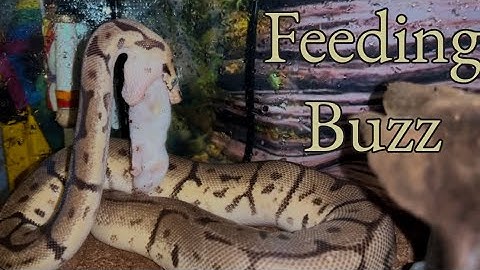 Feeding My Shedding Snake