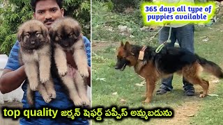 top quality German shepherd puppies for sale in telugu/ 94904 33969 /aj pets