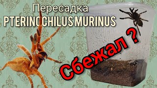 Пересадка Pterinochilus murinus в новые контейнеры. #паукптицеед