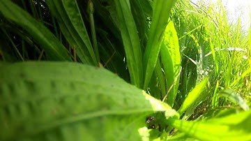 RTL over tree no throttle, APM 2.5