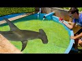 Pokball catches monster shark