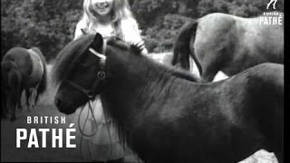 Shetland Ponies Issue Title See How They Run (1937)