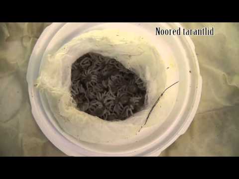Video: Kuidas Paigaldada Akvaariumi Kompressorit