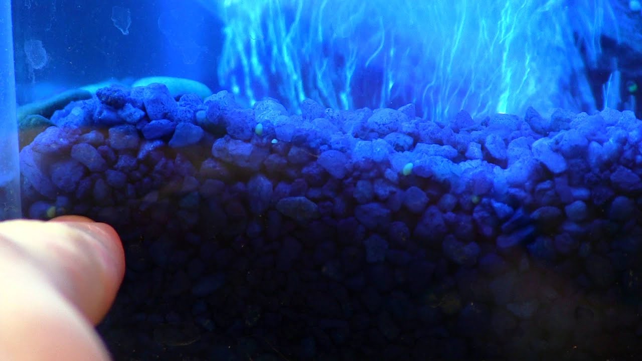 Oscar Fish Baby Fry 3rd day bury themselves in gravel YouTube