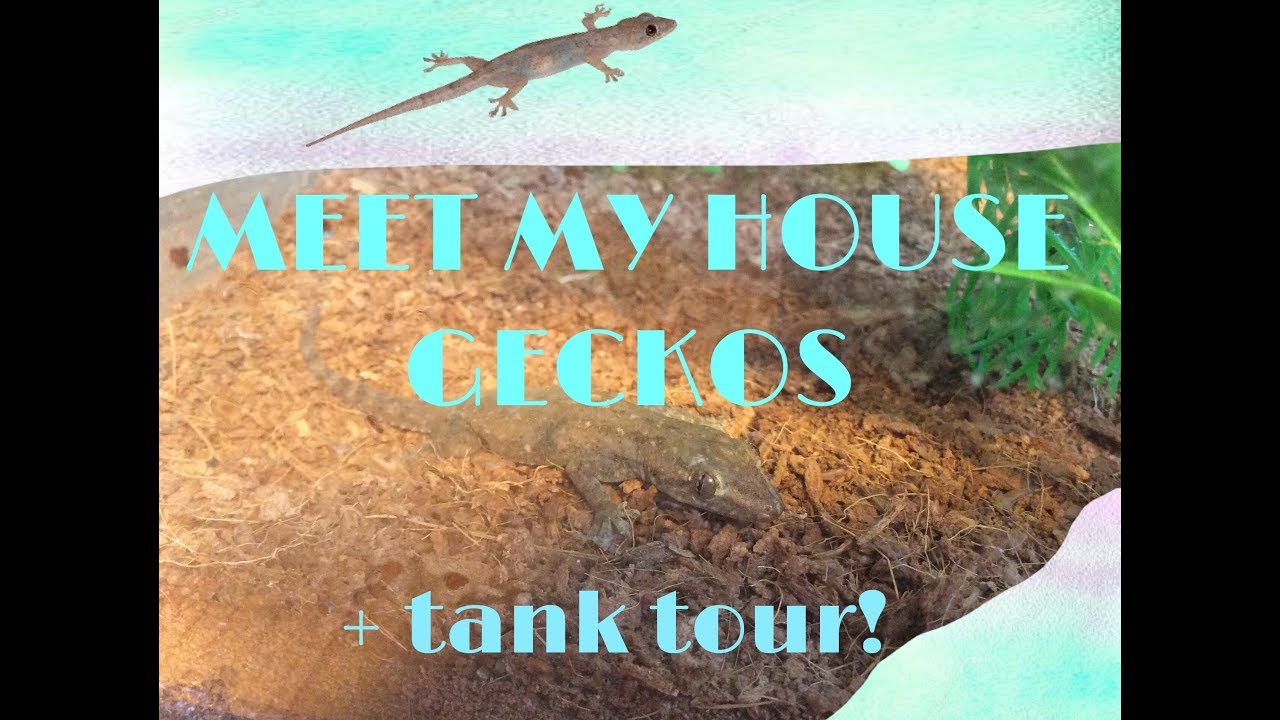 gecko tour services
