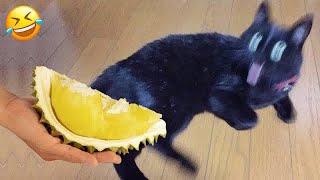Funniest Cats And Dogs Videos😁- Best Funny Animal Videos 2024🐕‍🦺