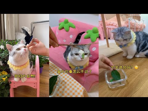 【雪球日记qwq】别人都捡到小猫，小狗，我竟然捡了个这玩意…