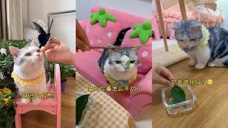 【雪球日记qwq】别人都捡到小猫，小狗，我竟然捡了个这玩意…