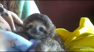 Tiny, rescued baby sloth Robin has the cutest little yawn!!  🥱🥱🥱  Recorded 01\/15\/23.