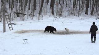 Кубок поділля 2013. Робота по ведмедю, ЗСЛ: Вольний.