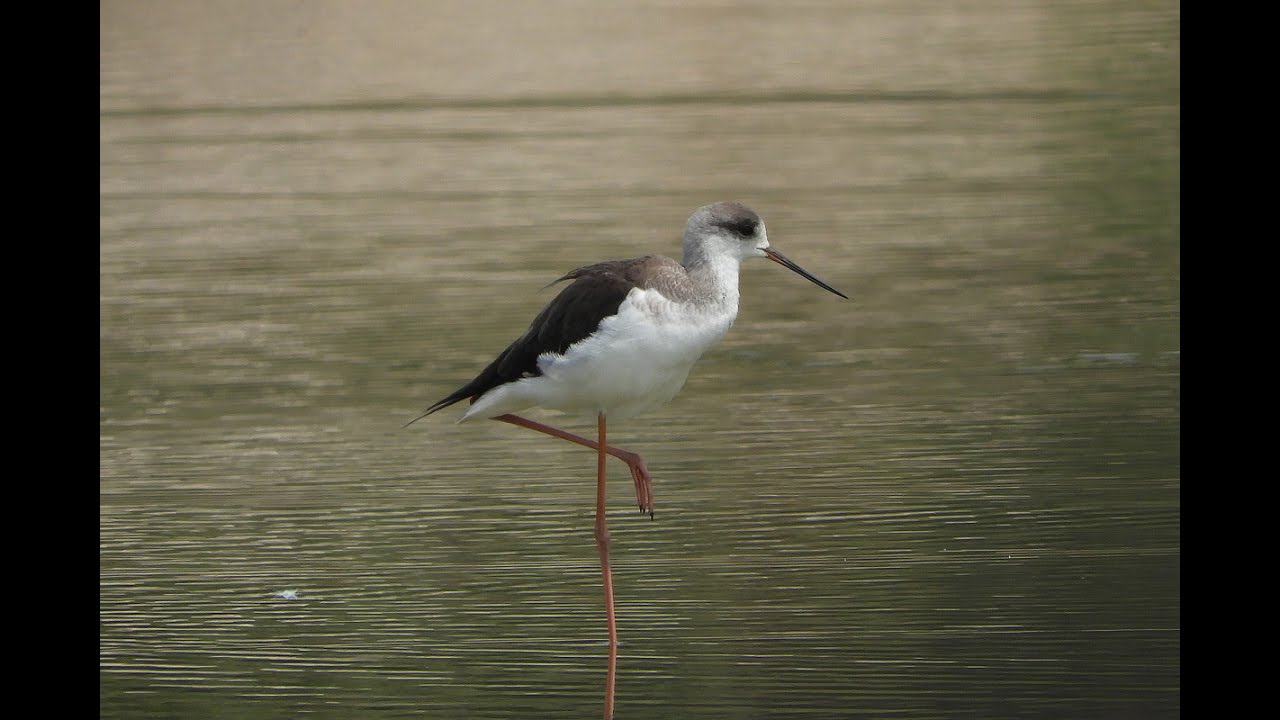 The Black-winged Stilts (Himantopus himantopus)