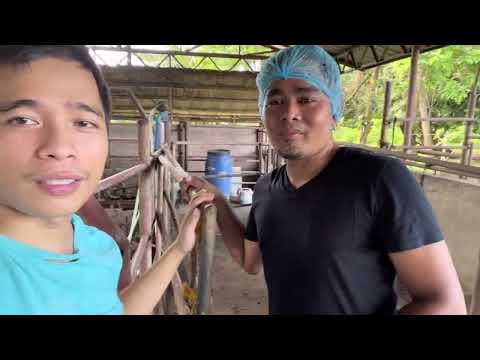 Video: 3 Mga Paraan upang Makilahok sa Pag-iwas sa Pagkalipol ng Hayop
