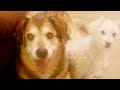 My #Lady girl #germanshepard #goldenretriever  #heaven.#truelove forever #missing  ❤️🙏🏾✝️