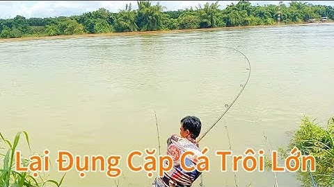 Câu Cá Sông Đồng Nai, Vịnh Có Nhiều Cá Trôi, Một Ngày Cá Ăn Làm Không Kịp/Tập 90/Hòa Vlog 934.