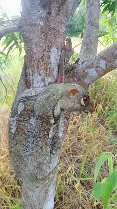 tupai terbang dialam uda jinakan.#shorts