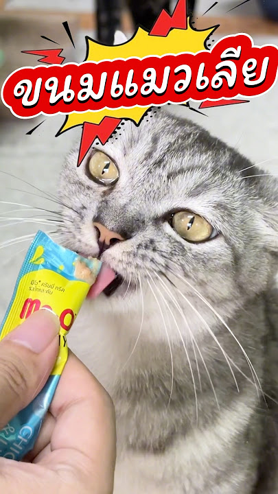 แมวเลีย มีโอ ขนมแมวเลีย Me-O creamy treats แบบซองและแบบกระปุก แมวชอบ #แมว #cat #มีโอ #meo