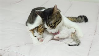 The Big Cat Behaves Like a Mom To the Rescued Kitten │ Episode.57