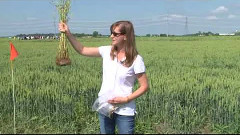 Disease impacts on Michigan wheat