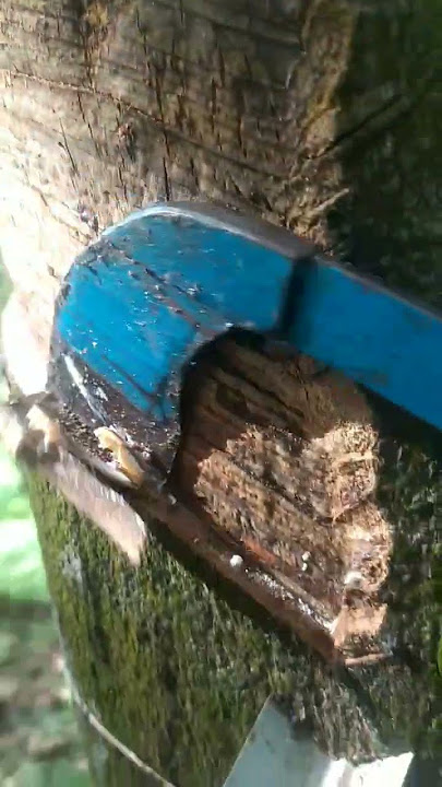this one halp you to tapping rubber #nature #woodworking #satisfying #woodcrafting #rubbertree