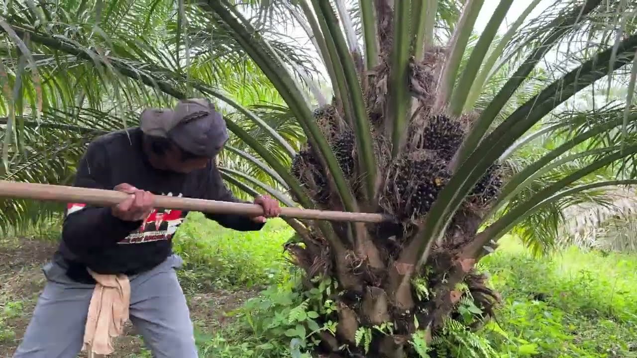 Panen sawit yangambi usia 4 tahun bikin petani sawit senang lihat buahnya kayak gini