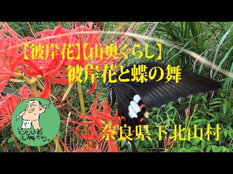 【彼岸花】【山奥ぐらし】彼岸花と蝶の舞 奈良県下北山村