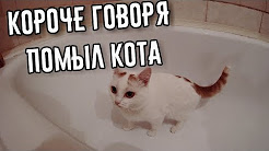 Кот в ванной нормально. Купание кота. Помытый кот. Моют кота нормально. Кошка моется в ванной прикол.