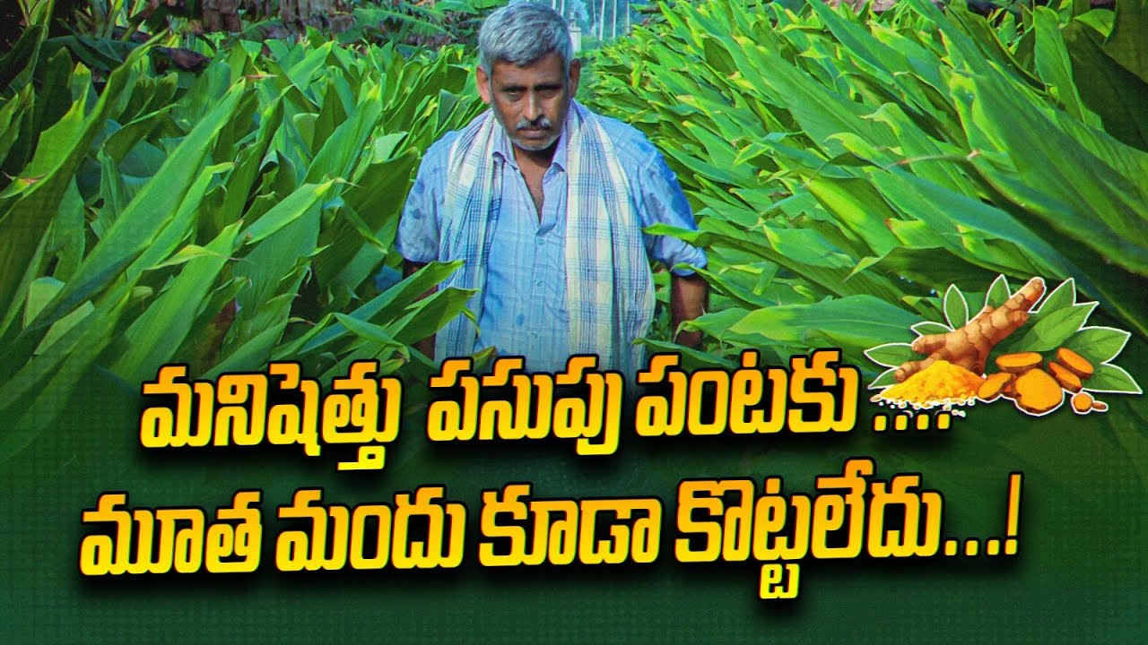 Урожай куркумы в Манишету... даже ни одного применения препарата... Органическая куркума | Натура...