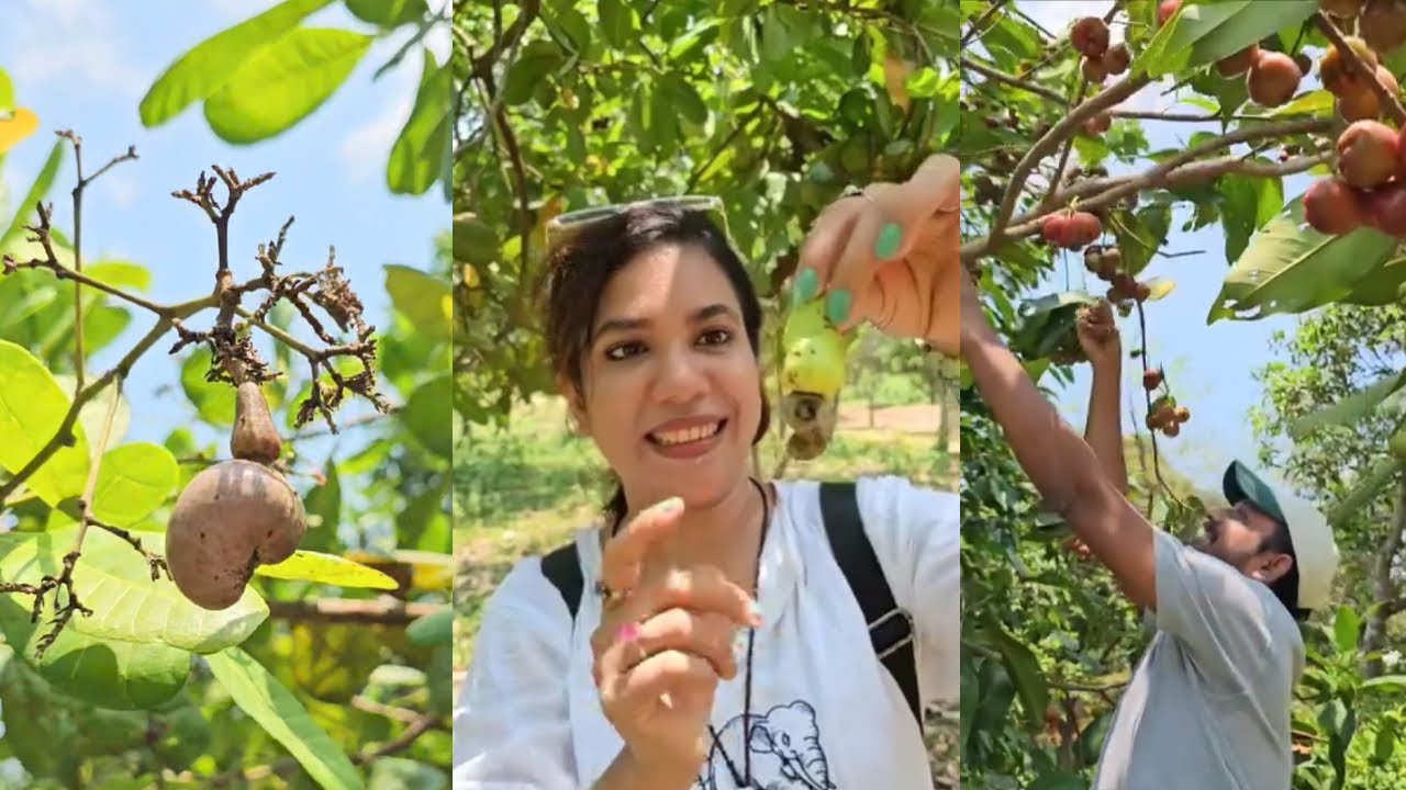 এমন ফল কে কে খেয়েছেন | Amazing Fruits | Tasty Fruits | Nature