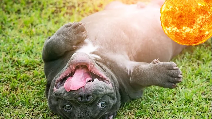 How to prevent an American Bully from OVERHEATING!