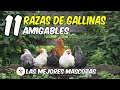 11 Razas de gallinas amigables: Las mejores mascotas para tu hogar