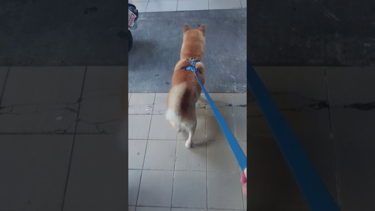 漢堡 柴犬hachi Shiba Inu 膝關節異位第一次術後3個月 Youtube