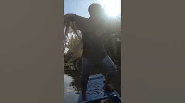 Chày Lưới Bắt Cá Trên Sông Rạch Nhỏ  | Miền Tây 66 #Shorts